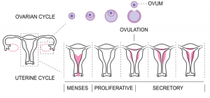 A diagram depicting all the ovulation phases, including the ovarian cycle and the uterine cycle. It also shows the different stages of ovulation.