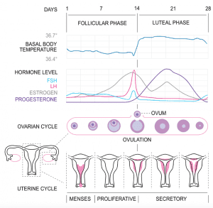 A diagram depicting the various stages of a woman's reproductive period, including all the phases of ovulation.