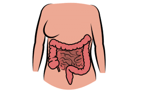 digestive tract illustration