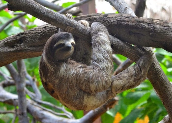 hanging sloth stuffed animal