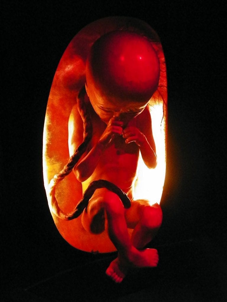 a peak inside the home of a growing infant, the uterus