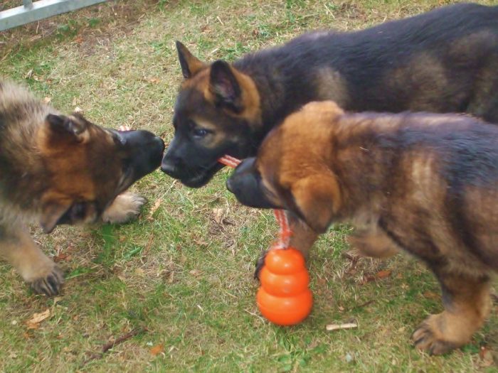 For German: The Bestfriend Toys For Your German should be durable and fun toys for them. German shepherds dogs love to play with toys for them and chew on objects.