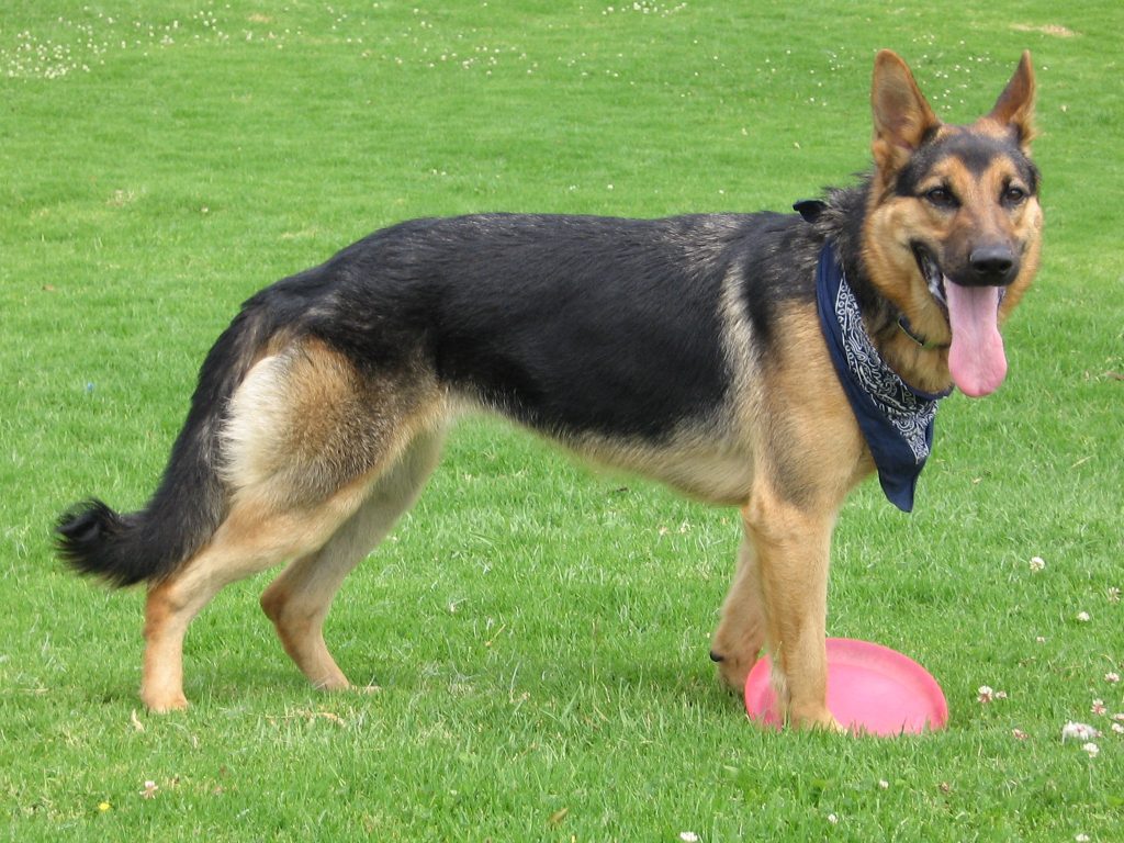 for a german dog: Choose from a wide range of bestfriend toys perfect for active dogs German Shepherds.