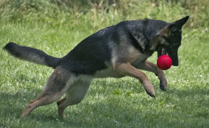 toys for G. shepherds. This is one of the bestfriend toys for dogs like German. German love to play with their owners.