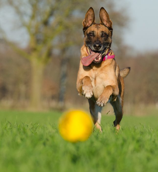 German Shepherd dogs are active, energetic, and playful dogs. Give them the toys perfect for German Shepherd.