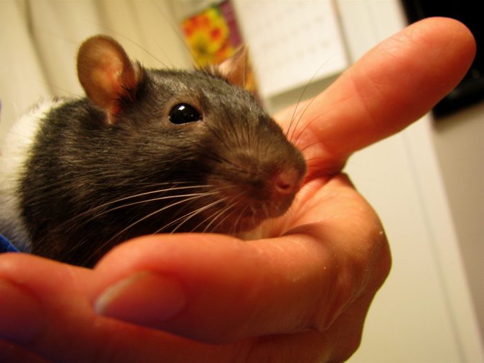 Pet rat on owner's hand. Having beddings will make your baby pets happy. Beddings is a must to take care of a rat. 