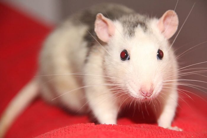 Pet mouse on red mat.