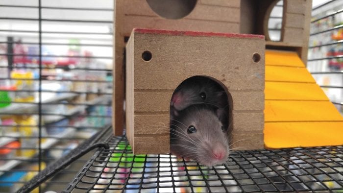 Two rats in their cage enjoying the comfort of the quality cushions.