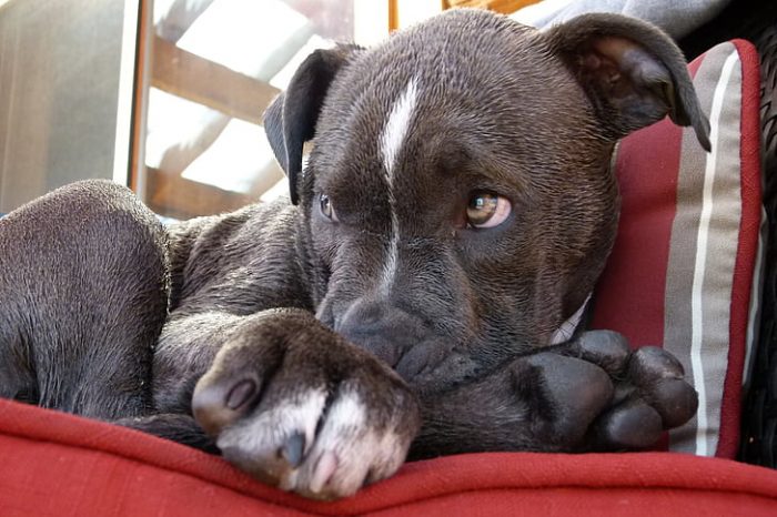 Best pitbull's dog resting peacefully on a red chair - great sleeping habit for pitbull dog