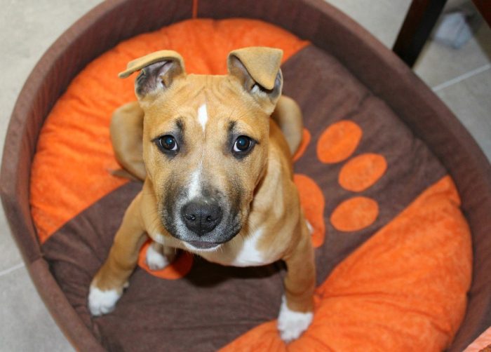 A cute puppy waiting for it's owner to arrive with a brush - you cannot resist this cutie