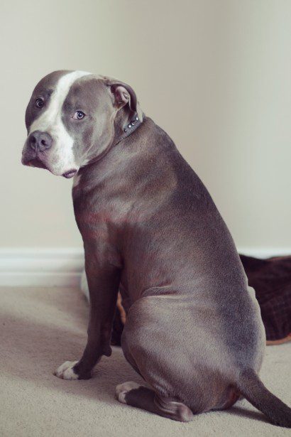 A beautiful pitbull's breeds, posing for the camera!