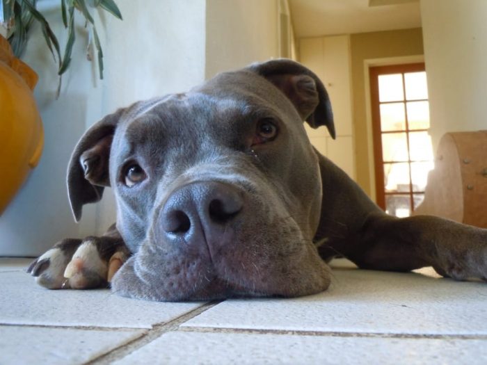 Best Brush and Deshedding Tool for Pitbulls FamilyHype