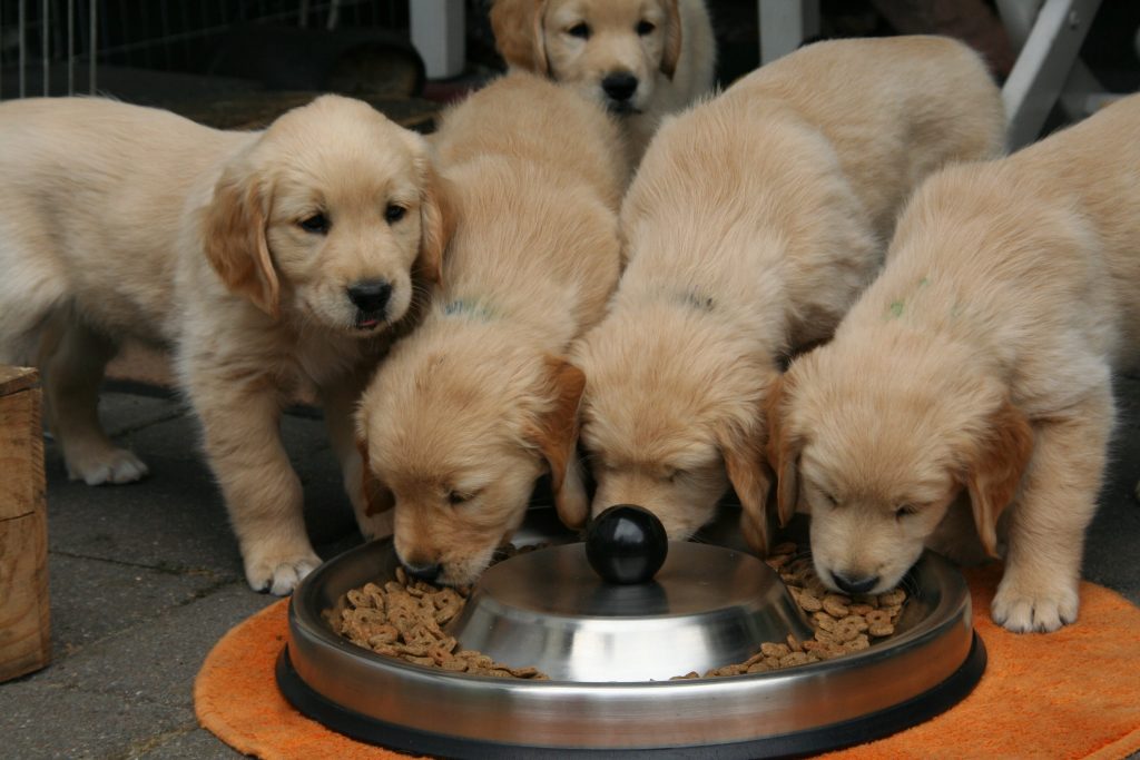 Puppies are eating dog food for snacks. 