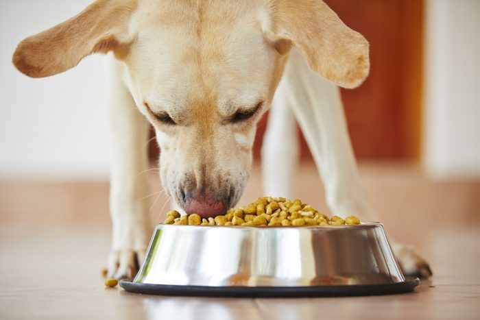 Dog Food - In order to decide which method for working a new food into your dog’s diet, the best idea is to speak with your dog’s vet in order to determine what process is right for your dog’s habits and needs. But, before you can focus on actually making the change, you’ll need to consider which food you actually want to change to.