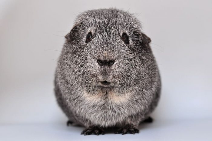 A cute and fat guinea pig!