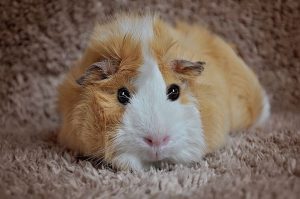 How do you make the perfect habitat for a cute Guinea Pig?