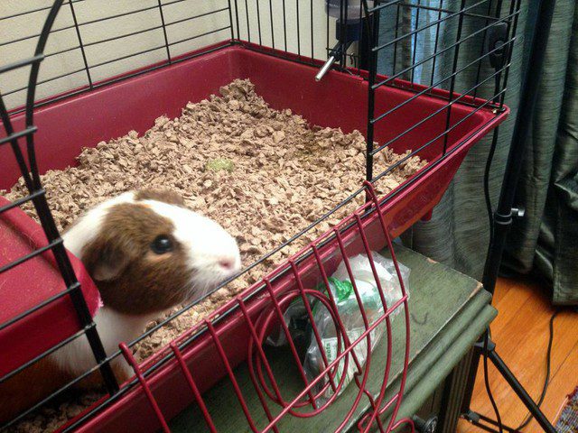 Best pigs bedding. This guinea pig is sitting comfortably in its bedding inside the red cage. 