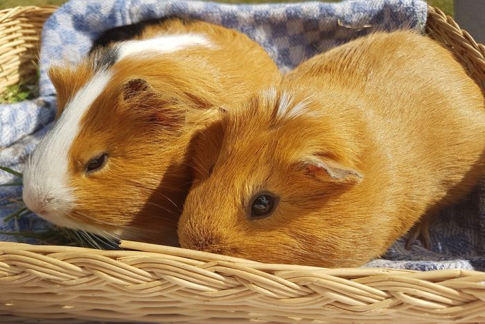 Guinea Pigs Best Bedding: Two guinea pigs resting comfortably on the best bedding. Guinea Pigs in a best variety of materials for bedding.