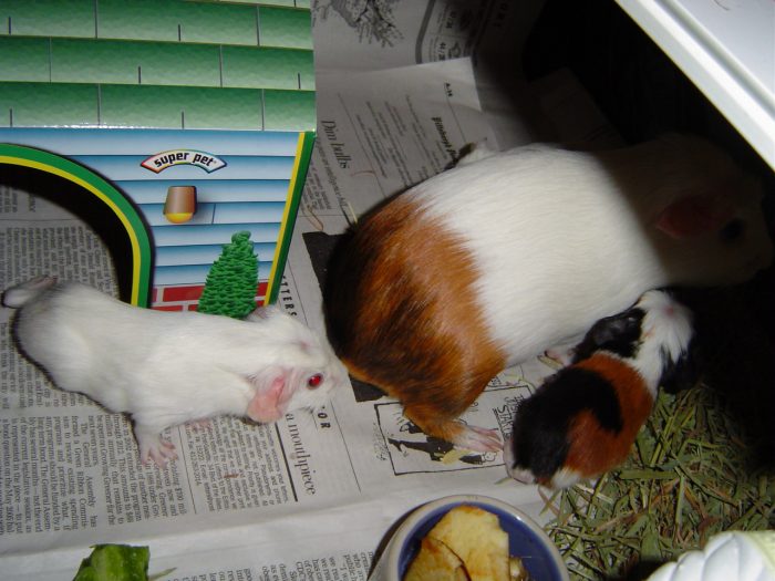 Best Bedding for Guinea Pigs Beddings FamilyHype