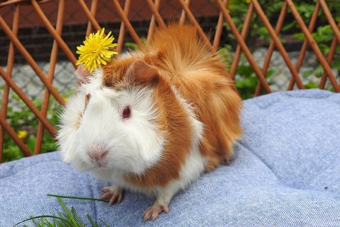 Guinea pigs need comfortable bedding to stay. Guinea pig spends a lot of time for bedding.