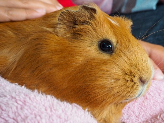 A fat guinea pig waiting for its owner to feed them.