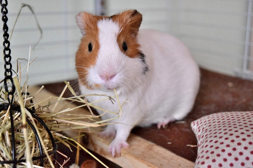 A white guinea pig with brown spots staring at the camera