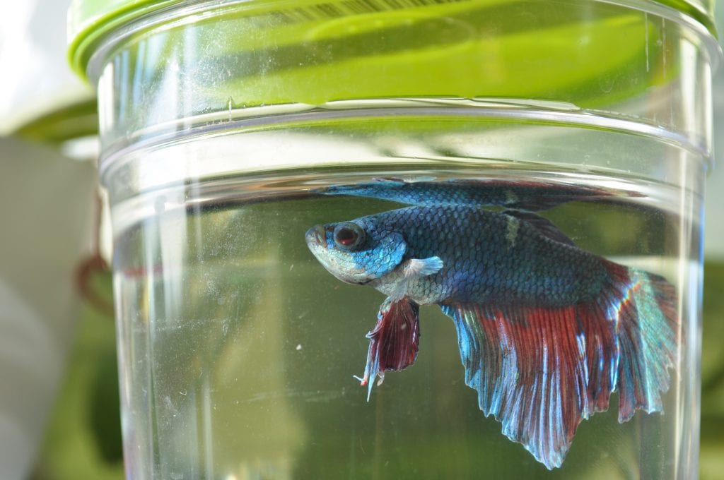 Research on the right Water for Betta Fish to make sure that your betta fish thrives and survives in the betta water tank. Betta fish can be a good pet for you.