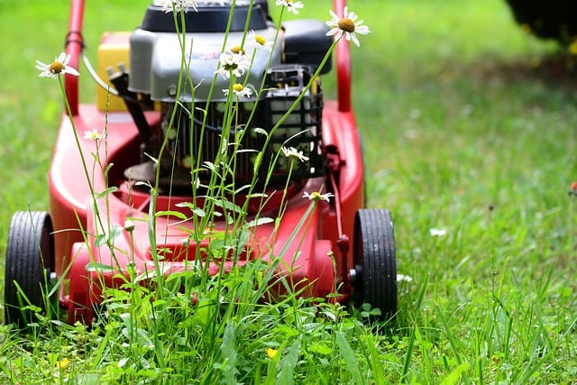 A reel mower is powered entirely by the user. A reel mower has no need for gas. Reel mower is at work. Red reel cutter.