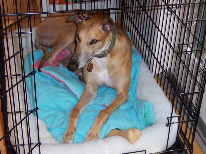 This pet feels comfortable inside the cage. It is spacious the size is big enough.