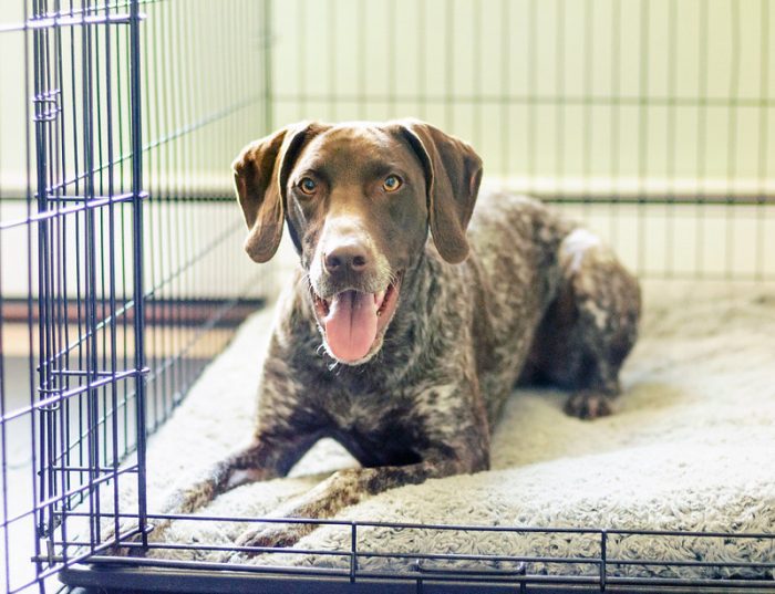 One factor in choosing a good pet cage is size. Cages that are too small cause discomfort.