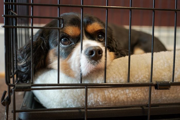 Choose a good pet cage made of appropriate material