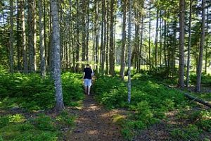 Maine is renowned for its vast and beautiful woodlands, offering plenty of opportunities for nature lovers and outdoor enthusiasts. The state's abundance of forests provides a wealth of opportunities for outdoor adventures and immersing oneself in the beauty of nature.