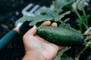 Choosing a cucumber for making air fryer pickles.