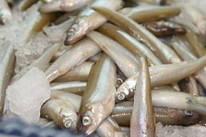 Smelt: These fish might be small but they are very delicious when fried, few additional steps required, check it out