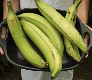 Tostones Ingredients: Two large plantains, sliced into thin slices One tablespoon olive oil One garlic clove, minced One teaspoon lemon juice ¼ cup mayonnaise Sea salt and black pepper to taste Fresh parsley leaves for garnish (optional).