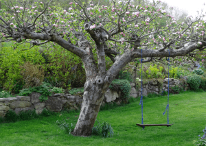 skateboard swing in the backyard