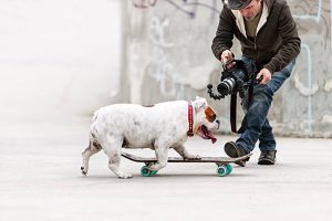 The camera man securely captures the dog's interactions with the skateboard. 